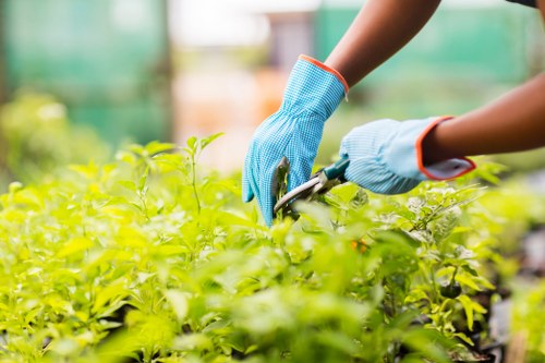 Professional gardening services in Barnehurst for tidy lawns and borders