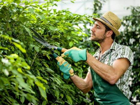 Lawn mowing and hedge trimming in Barnehurst garden