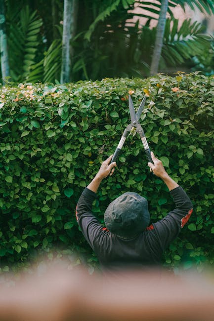 A gardener wearing a dark long-sleeved shirt and a grey hat is trimming a dense, well-maintained hedge with a pair of pruning shears. The hedge is lush and green, composed of small, closely packed lea