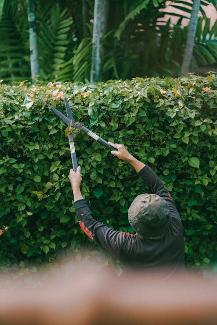 A gardener wearing a dark long-sleeved shirt and a grey hat is trimming a dense, well-maintained hedge with a pair of pruning shears. The hedge is lush and green, composed of small, closely packed lea