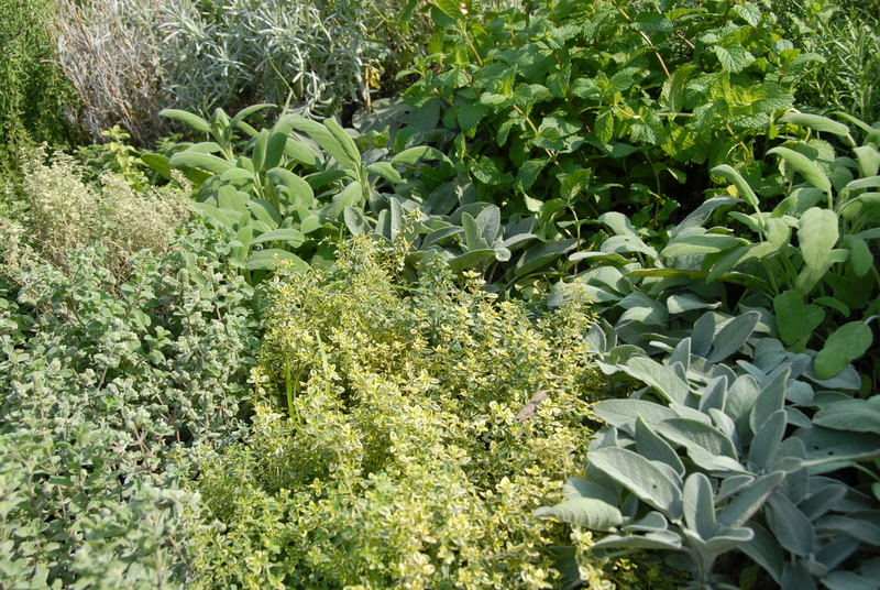 Garden backyard